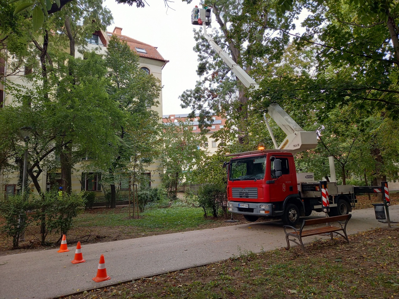 Őszi faápolási munkálatok