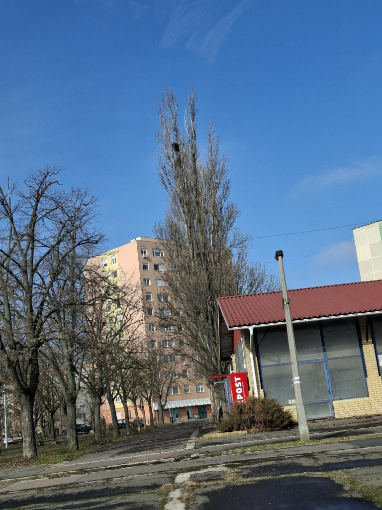 Varjúfészkek eltávolítása kezdődik