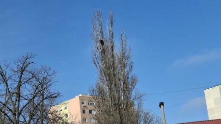 Varjúfészkek eltávolítása kezdődik Varjúfészkek eltávolítása kezdődik