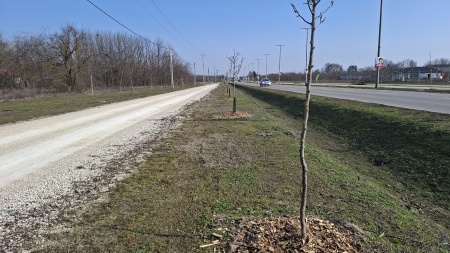 Tányérozás, metszés, tereprendezés Tányérozás, metszés, tereprendezés