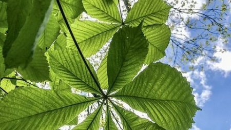 Vadgesztenyefák permetezése indul